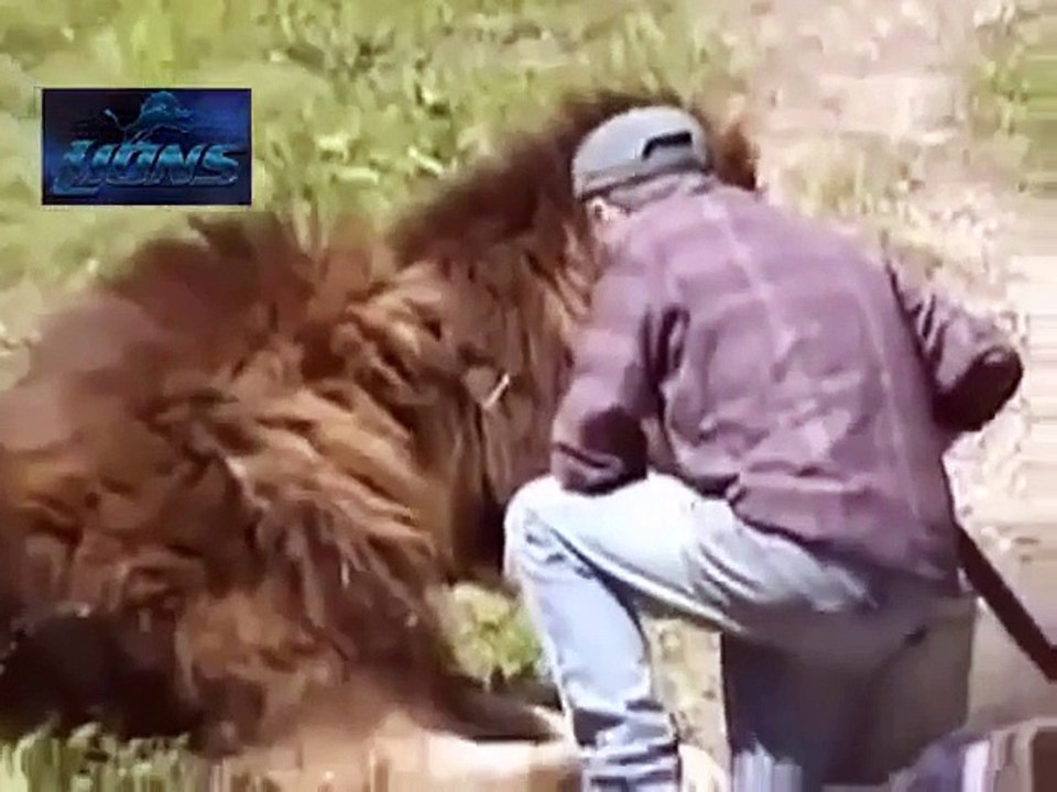 Lion Attack Friendly Powerful and Most Dangerous  Best Wild Animal Videos