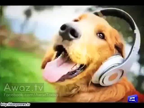 Islamabad LB polls' candidate uses 'dog' as electoral symbol