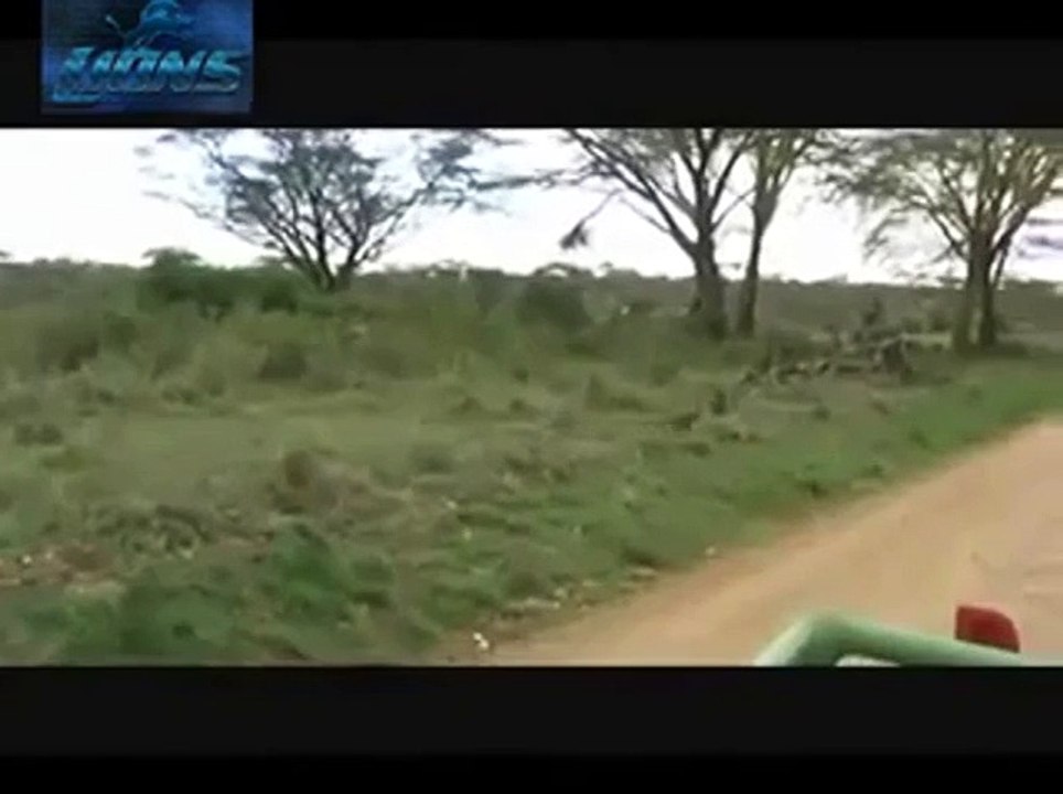 Lions Most Powerful and Dangerous Attack on other Animals  Best Wild Animal Videos