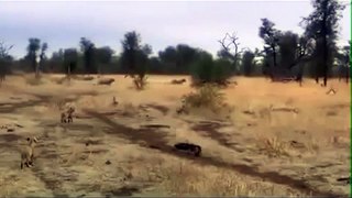Lions Most Powerful and Dangerous Attacks Analysis Best Wild Animal Videos