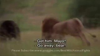 Male Lion vs Black Bear_(360p)