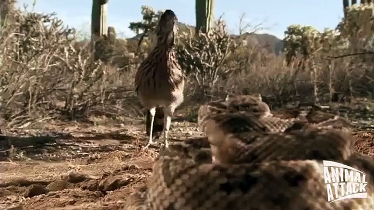Roadrunner Attacks Rattlesnake - Exclusive Video_(360p)