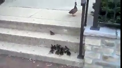 Try try until you win - Ducks Video