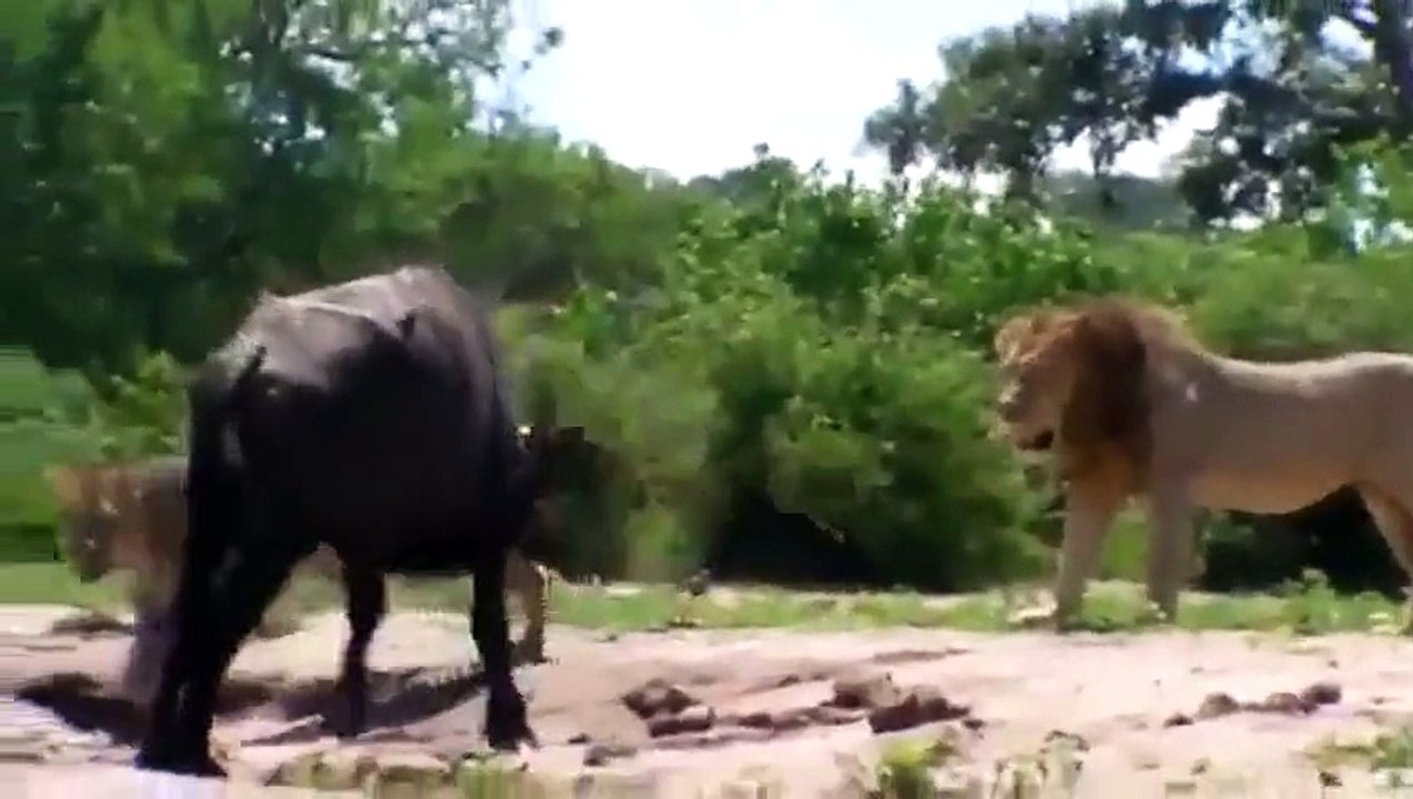 Wild Animal lions Couple Attacked  Buffalo Safa...