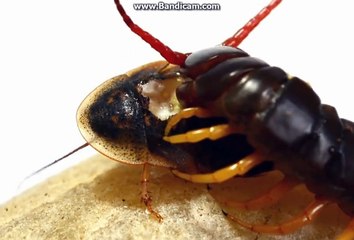 kepantasan LIPAN makan ULAT