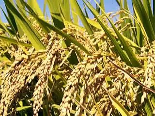 TVC on Kataee Phandayee Rice Harvesting