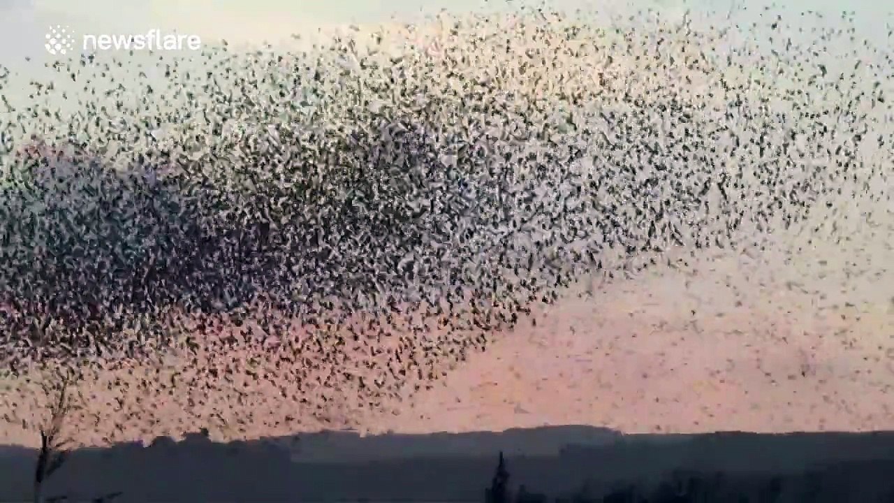 Beautiful flock of starlings at sunset