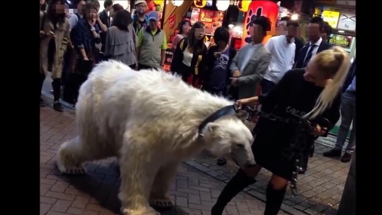 白熊の散歩＠渋谷　Walking of White Bear in Shibuya