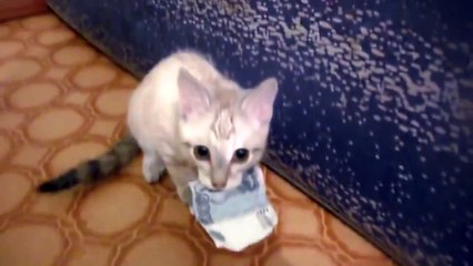 Ovakvog lopova jos niste videli