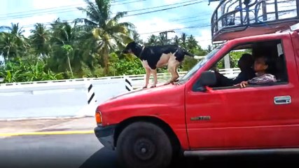 Arabanın Ön Kaputunda Seyahat Eden Köpek