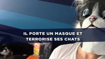 Il porte un masque et terrorise ses chats