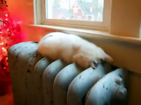 Как спят кошки. Смешное видео про кошек