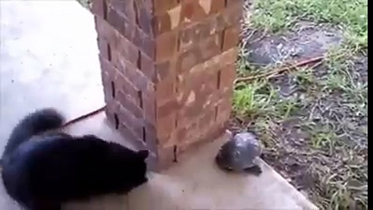 cats fight play funny video clips