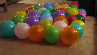 Amazing dog balloon poping
