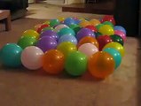 Amazing dog balloon poping