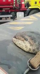7 Metre Uzunluğunda Dev Yılan Yakalandı