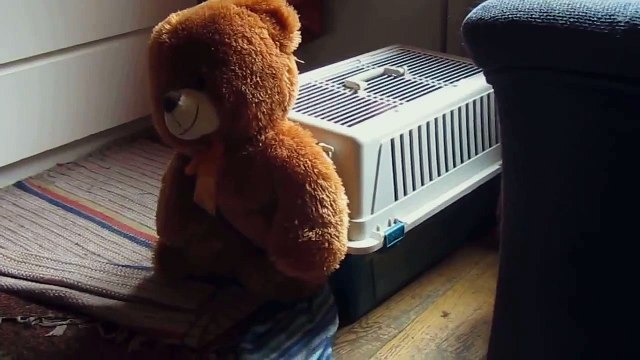 Пес очень любит этого мишку