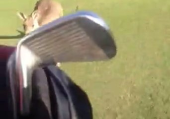 Rogue Kangaroo Gives Chase on Queensland Golf Course