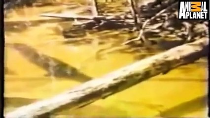 jaguar Kills Giant Fish