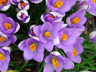 ÇİĞDEMİN KIZI   Dagbey Şiirleri