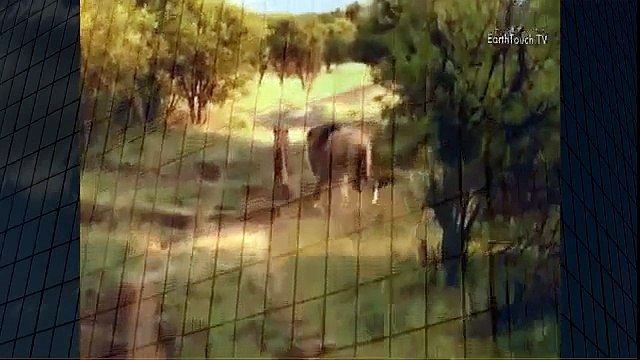 Lion Mating Ritual up Close Animal Mating Live 2014 Animal Mating Live YouTube when animals attack