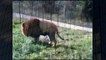 Lion Protecting Girl Best Wild Animal Videos   Animal Attacks And Loves when animals attack