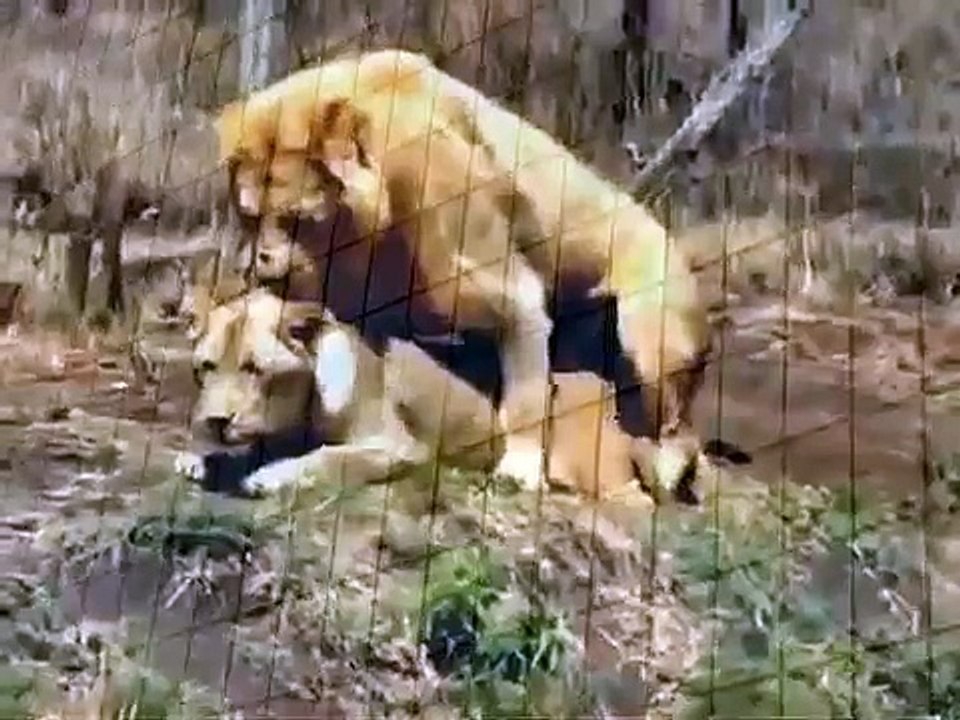 Mating Lion and Zebra Animal Breeding Animal Attacks And Loves YouTube when  animals attack - video Dailymotion