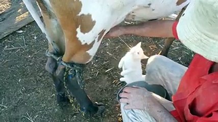 قططة ترضع من  حليب البقرة سبحان الله