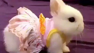 cute rabbit baby funny and beautiful