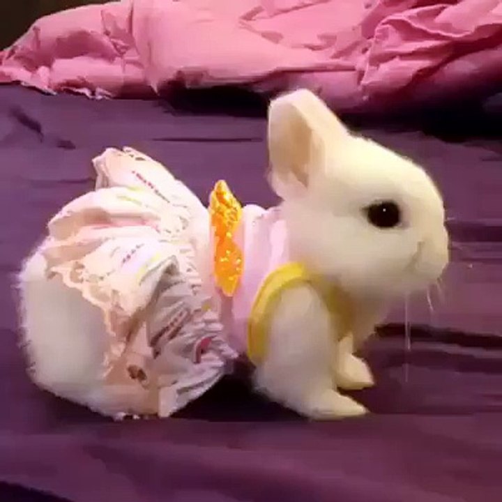 cute rabbit baby funny and beautiful