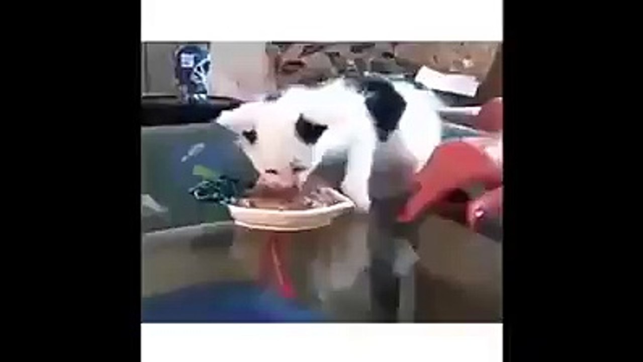 amazing cats with cute baby