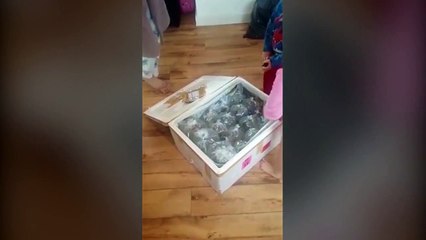 Elle achète une table sur eBay mais reçoit des poissons tropicaux