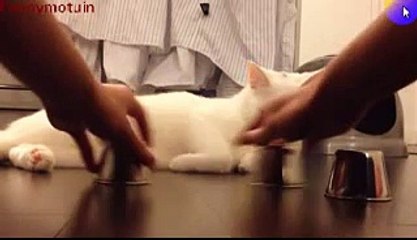 Smart Cat Very Funny