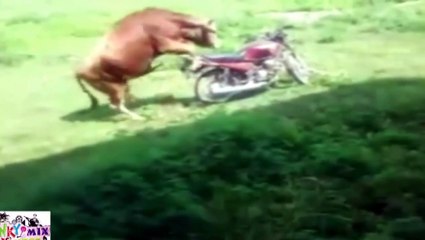 Shocking HORNY Bull Humping a Motor Bike Really Funny Must See