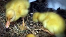 The Cat & The Ducklings. AWESOME CUTE VIDEO