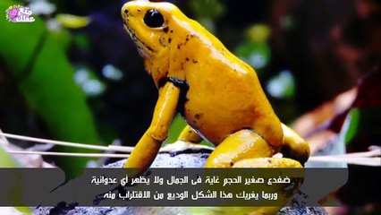 حيوانات تبدو بريئة لكنها قاتلة !