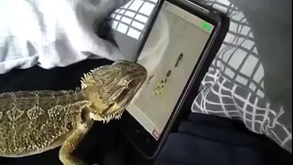 Ant Crusher pro! bearded dragon shows his mad game skills