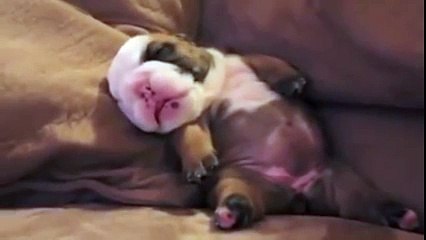 English Bulldog Puppy Dreaming