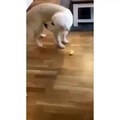 Golden retriever tasting lemon