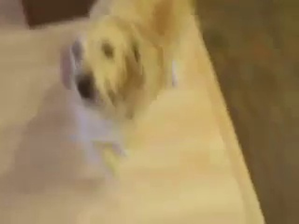 un chien bien élevé