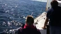 Ils profitent du bon temps sur leur bateau, mais ce qu'ils vont voir nager dans les vagues va les étonner