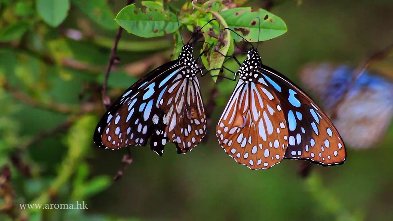 Butterfly Garden, Shing Mun Reservoir, HK 城門水塘蝴蝶園