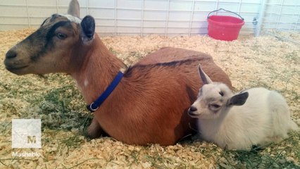 Baby goat joyously reunites with his mother after vanishing from fair