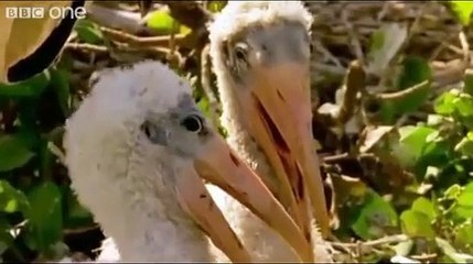 BBC One Funny animals talking