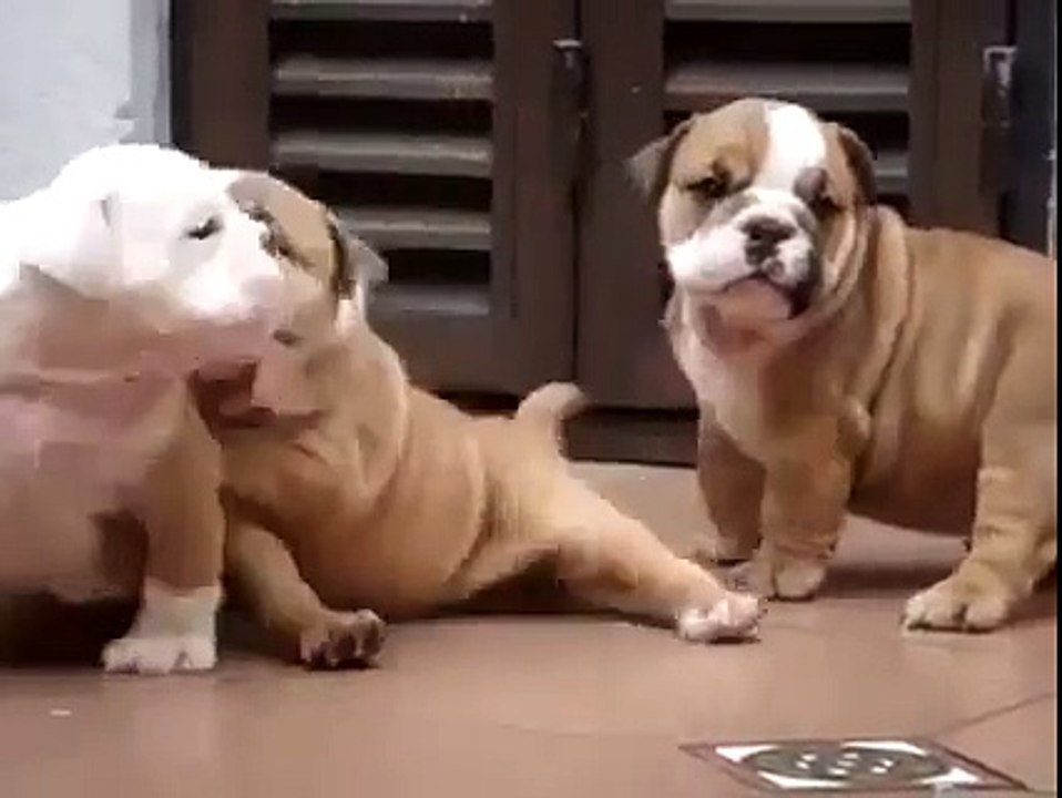 Cute puppies playing! Who wants one