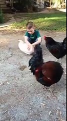 Embrace the roosters envied