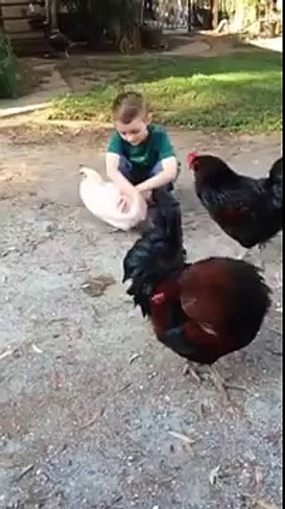 Embrace the roosters envied