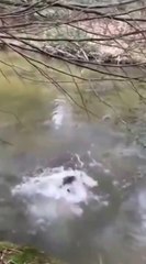 Voilà pourquoi il ne faut jamais sauter dans l'eau froide