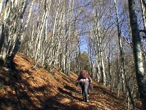 Flaneries dans les bois des Replats - Aillon-le-Jeune 73340 Parc Naturel des Bauges