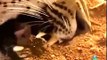 Leones vs Leopardos Animales Salvajes - Documentales Completos